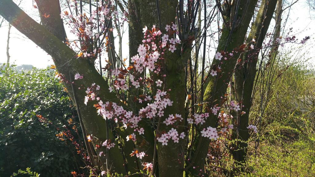 Ferienbauernhof De Slaaphoeve Emlichheim ภายนอก รูปภาพ